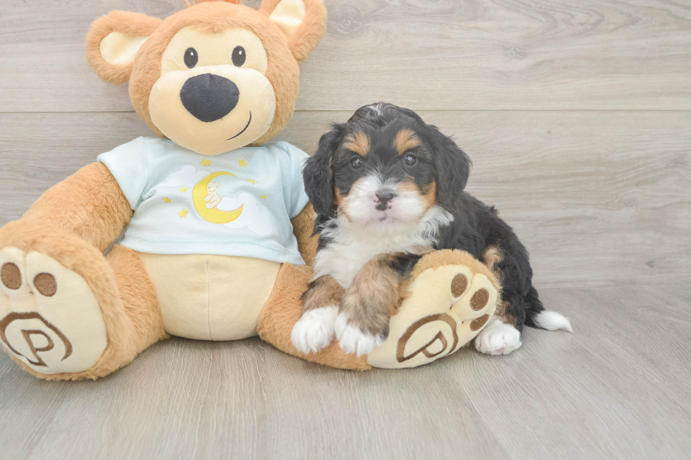Mini Bernedoodle Puppy for Adoption