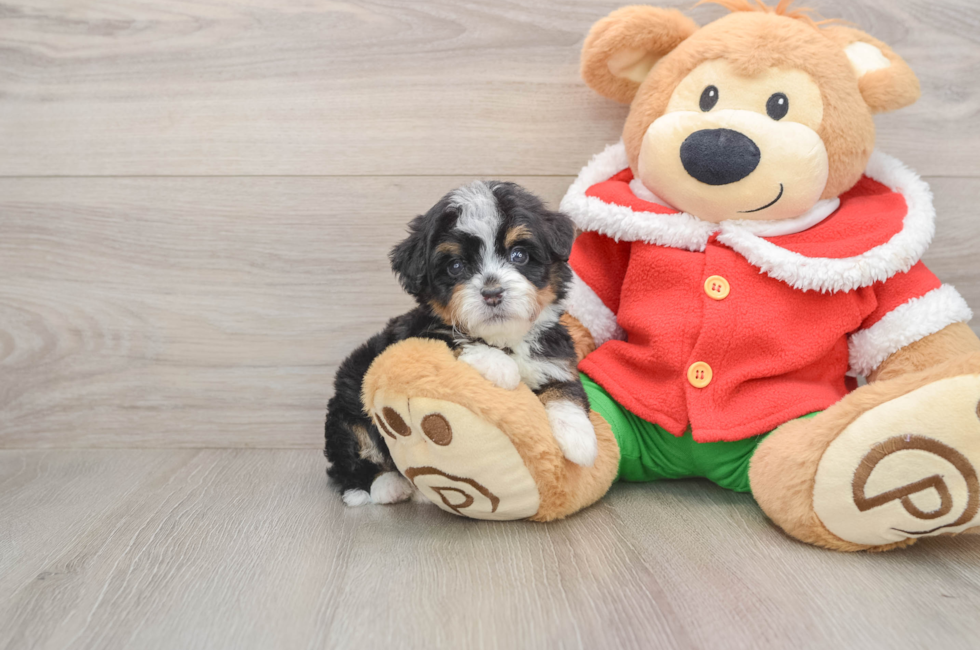 5 week old Mini Bernedoodle Puppy For Sale - Pilesgrove Pups