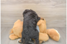 Smart Mini Bernedoodle Poodle Mix Pup