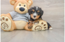 Petite Mini Bernedoodle Poodle Mix Pup