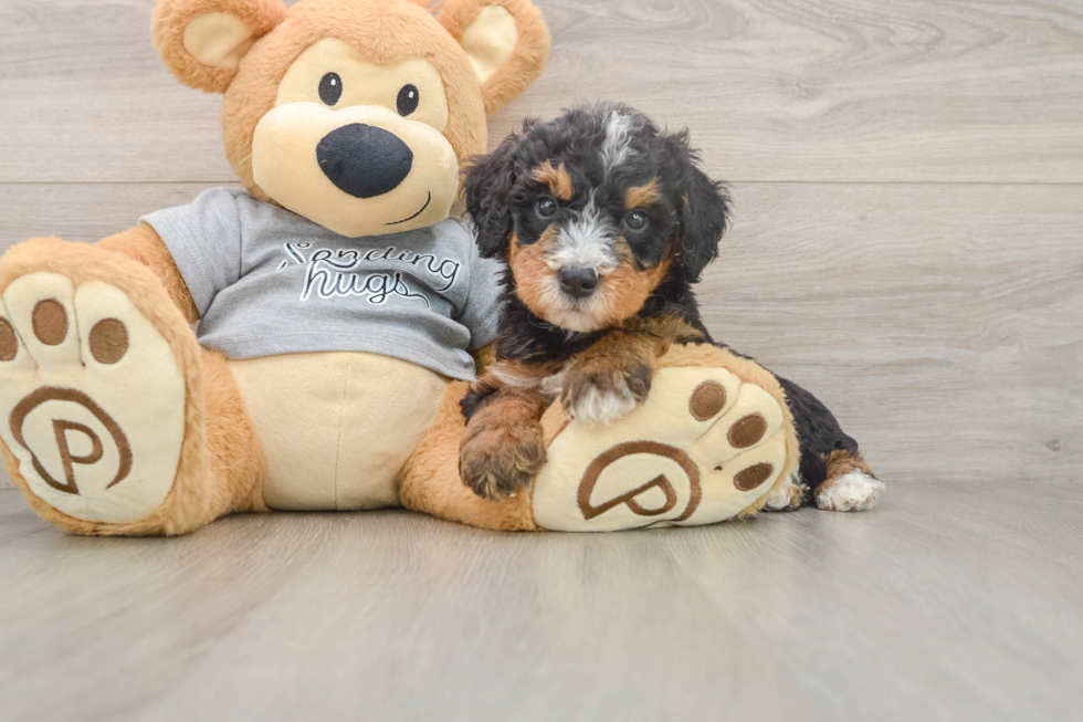 Petite Mini Bernedoodle Poodle Mix Pup