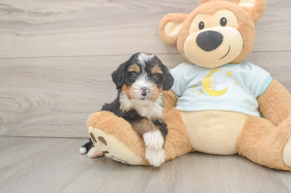 5 week old Mini Bernedoodle Puppy For Sale - Pilesgrove Pups