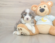 6 week old Mini Bernedoodle Puppy For Sale - Pilesgrove Pups