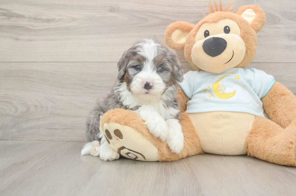 5 week old Mini Bernedoodle Puppy For Sale - Pilesgrove Pups