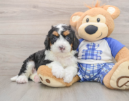 7 week old Mini Bernedoodle Puppy For Sale - Pilesgrove Pups