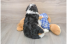 Hypoallergenic Bernadoodle Poodle Mix Puppy