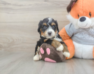 5 week old Mini Bernedoodle Puppy For Sale - Pilesgrove Pups