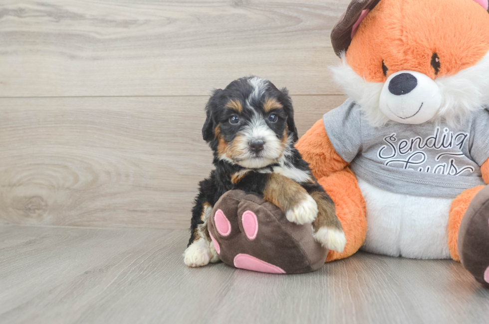 5 week old Mini Bernedoodle Puppy For Sale - Pilesgrove Pups
