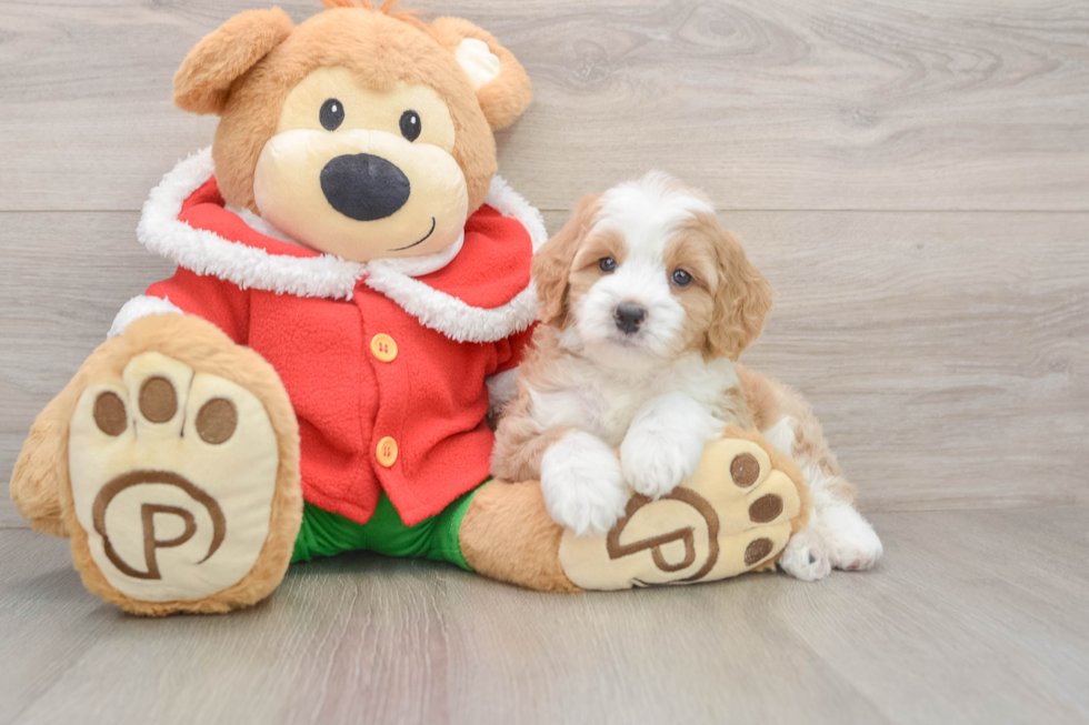 Hypoallergenic Mini Bernesedoodle Poodle Mix Puppy