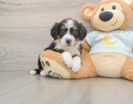 8 week old Mini Bernedoodle Puppy For Sale - Pilesgrove Pups