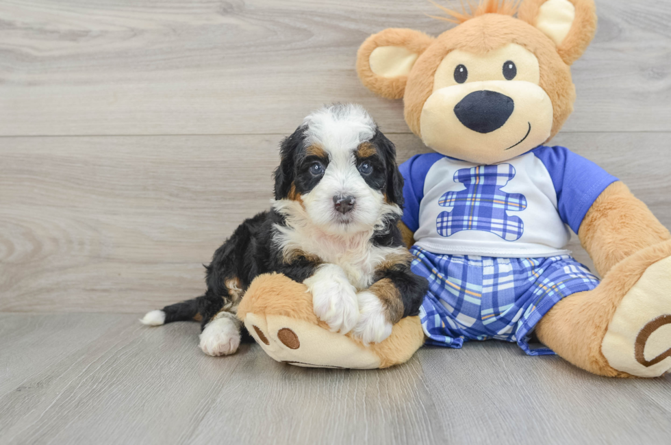 7 week old Mini Bernedoodle Puppy For Sale - Pilesgrove Pups