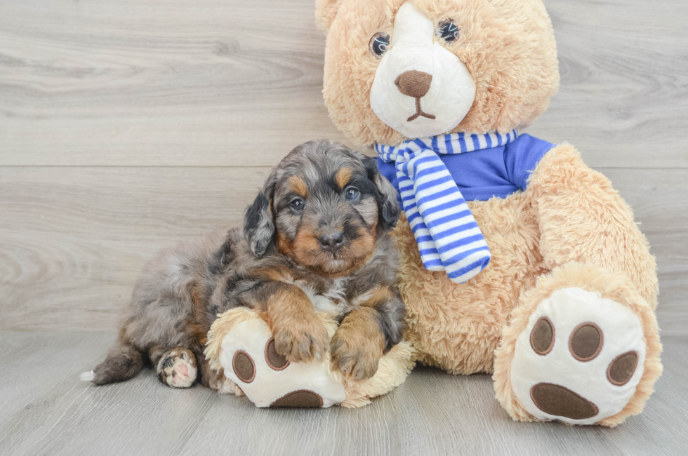 8 week old Mini Bernedoodle Puppy For Sale - Pilesgrove Pups