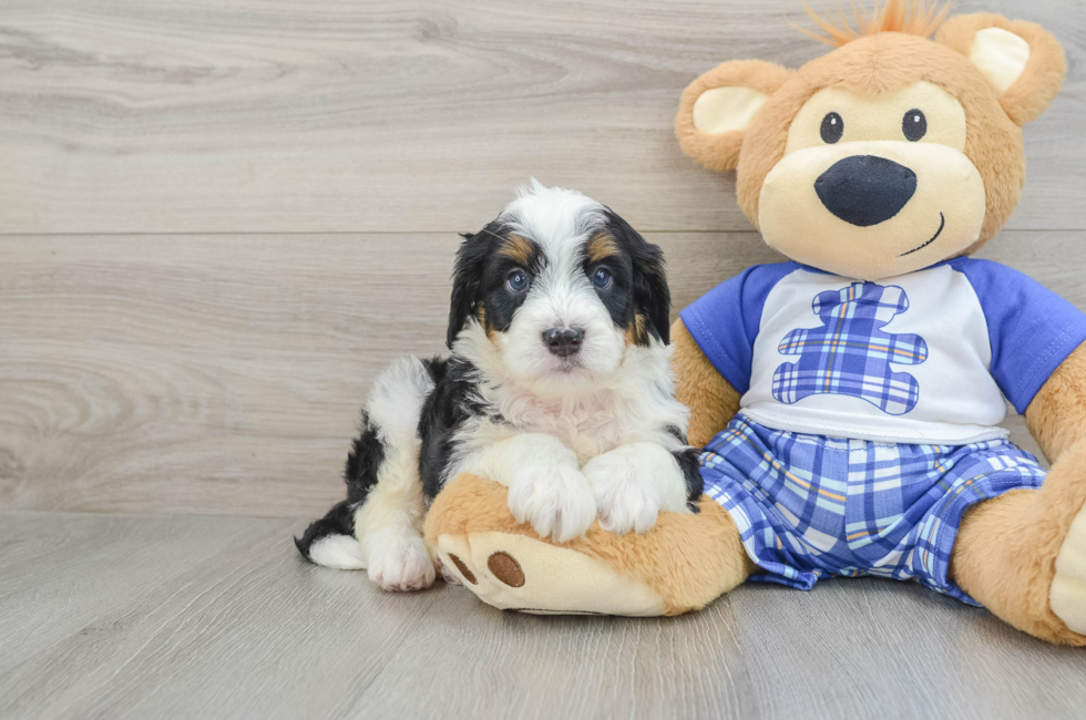 7 week old Mini Bernedoodle Puppy For Sale - Pilesgrove Pups