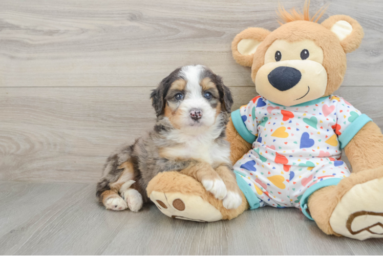 Best Mini Bernedoodle Baby