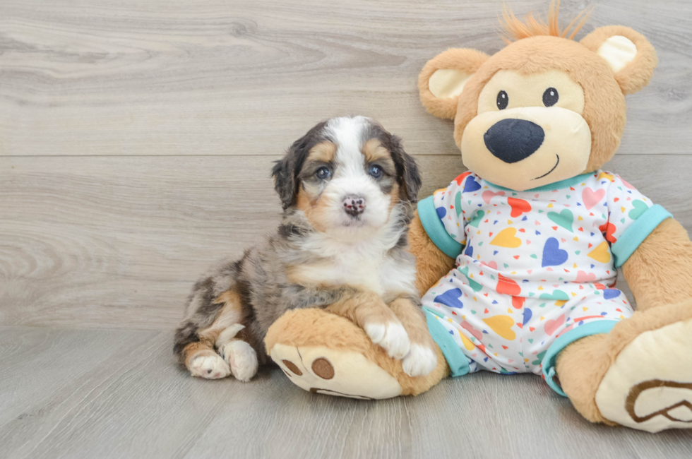 5 week old Mini Bernedoodle Puppy For Sale - Pilesgrove Pups