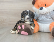 5 week old Mini Bernedoodle Puppy For Sale - Pilesgrove Pups