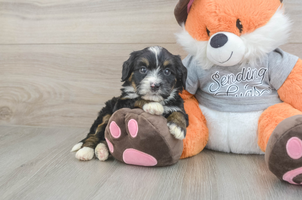 5 week old Mini Bernedoodle Puppy For Sale - Pilesgrove Pups