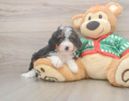 7 week old Mini Bernedoodle Puppy For Sale - Pilesgrove Pups