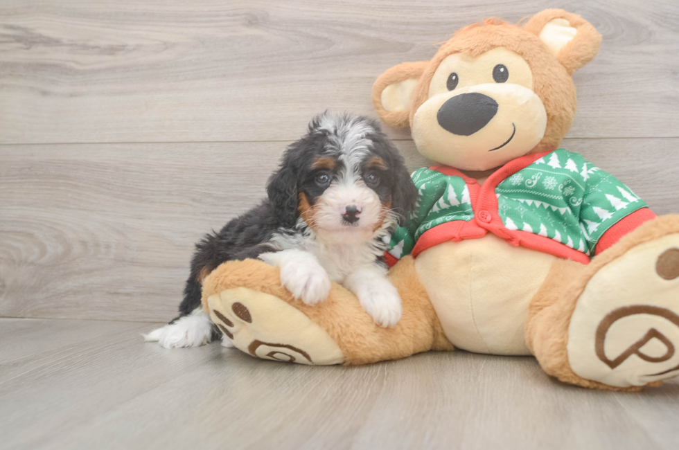 6 week old Mini Bernedoodle Puppy For Sale - Pilesgrove Pups