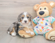 6 week old Mini Bernedoodle Puppy For Sale - Pilesgrove Pups