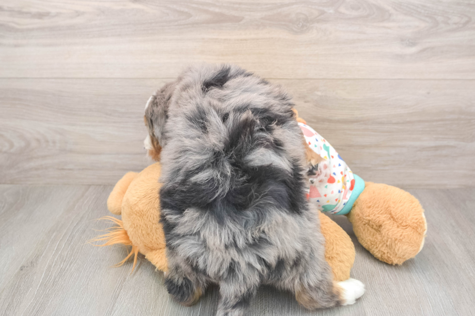 Mini Bernedoodle Pup Being Cute