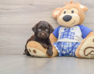 8 week old Mini Bernedoodle Puppy For Sale - Pilesgrove Pups