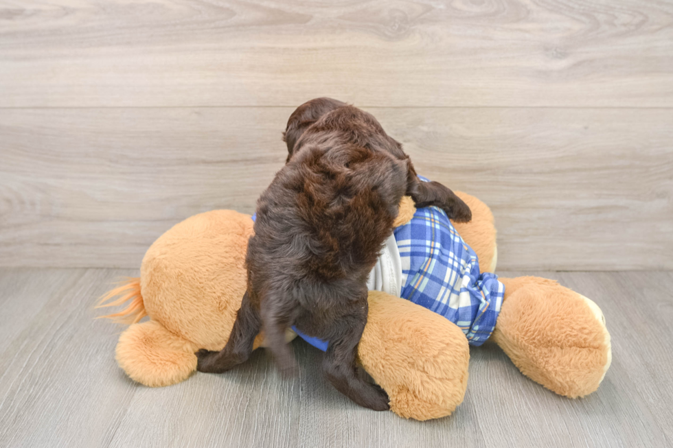 Little Mini Bernepoo Poodle Mix Puppy