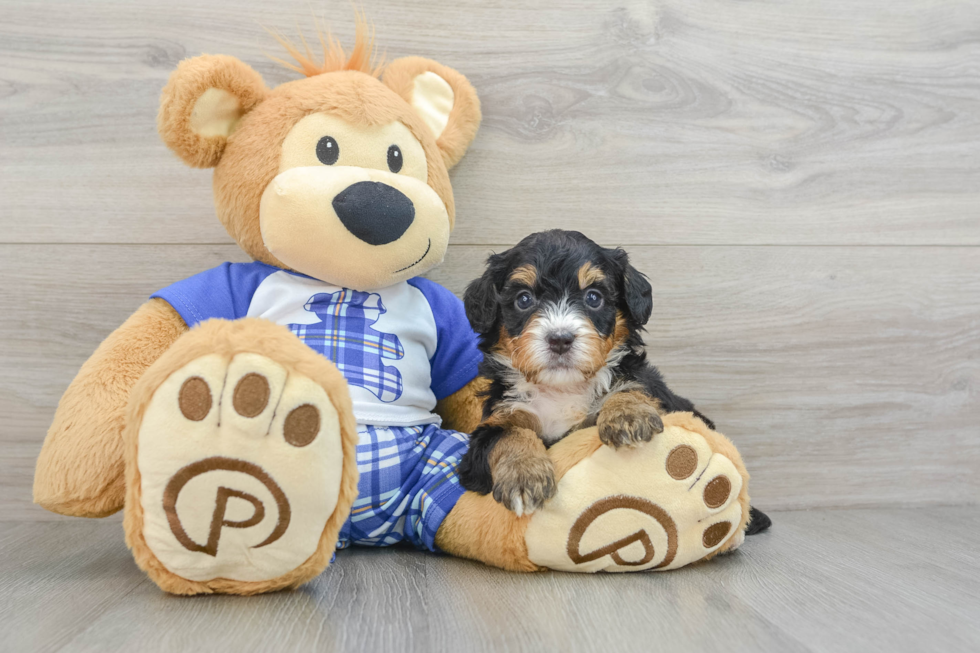 Smart Mini Bernedoodle Poodle Mix Pup