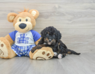 8 week old Mini Bernedoodle Puppy For Sale - Pilesgrove Pups