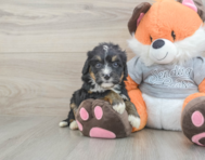 5 week old Mini Bernedoodle Puppy For Sale - Pilesgrove Pups