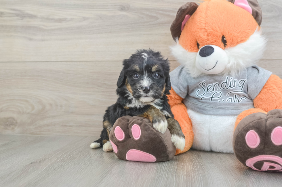 5 week old Mini Bernedoodle Puppy For Sale - Pilesgrove Pups