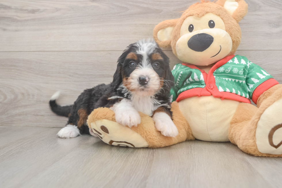 Sweet Mini Bernedoodle Baby
