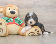6 week old Mini Bernedoodle Puppy For Sale - Pilesgrove Pups