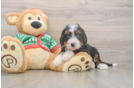 Petite Mini Bernedoodle Poodle Mix Pup