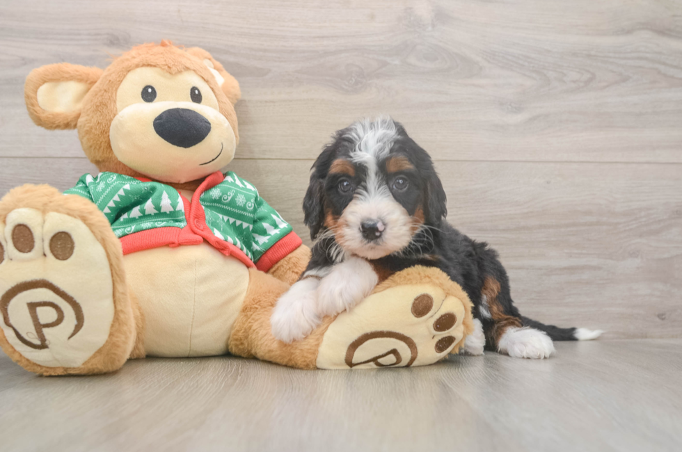 6 week old Mini Bernedoodle Puppy For Sale - Pilesgrove Pups