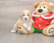 6 week old Mini Bernedoodle Puppy For Sale - Pilesgrove Pups