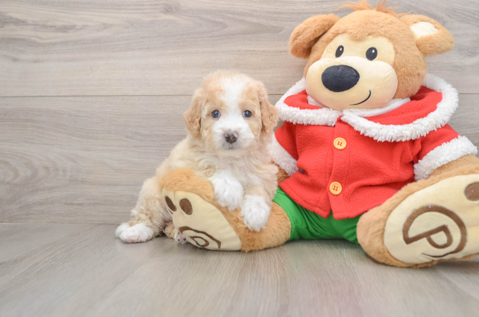 5 week old Mini Bernedoodle Puppy For Sale - Pilesgrove Pups