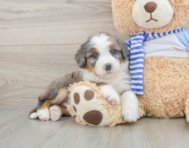 7 week old Mini Bernedoodle Puppy For Sale - Pilesgrove Pups