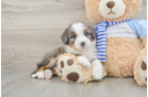 Funny Mini Bernedoodle Poodle Mix Pup