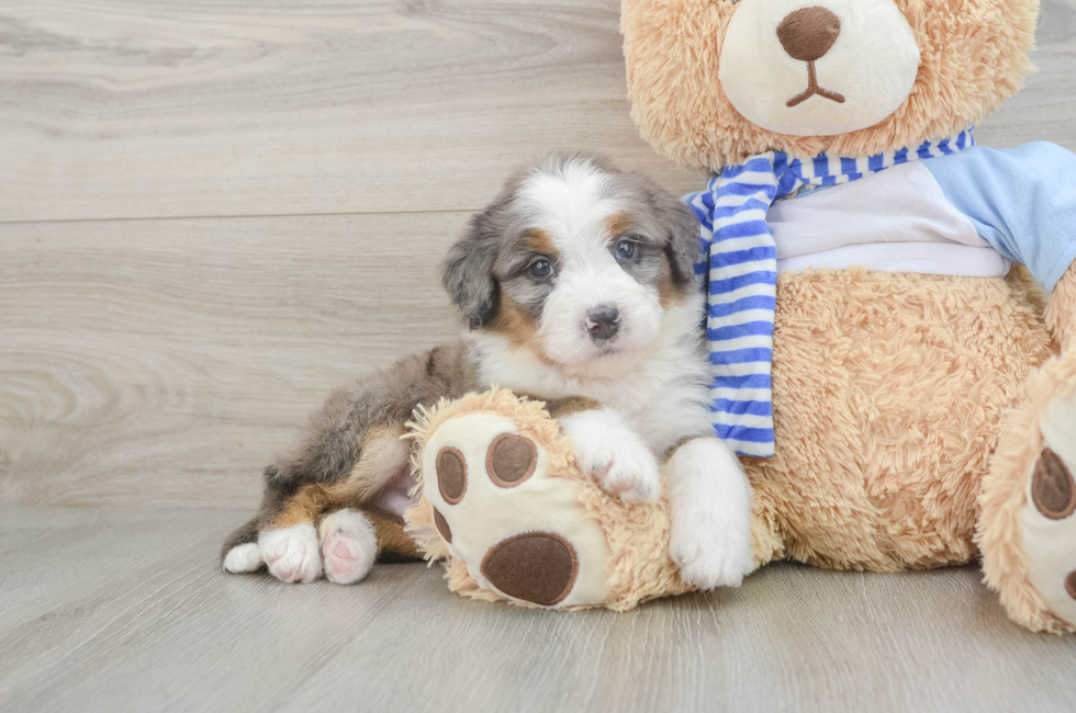 7 week old Mini Bernedoodle Puppy For Sale - Pilesgrove Pups