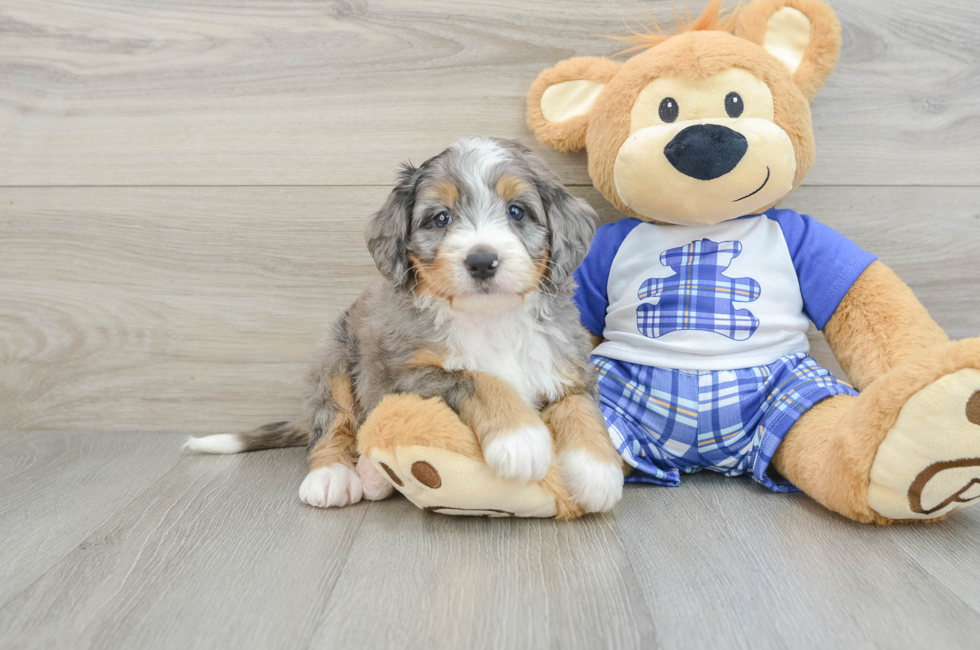 7 week old Mini Bernedoodle Puppy For Sale - Pilesgrove Pups