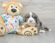 7 week old Mini Bernedoodle Puppy For Sale - Pilesgrove Pups