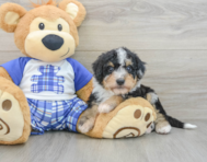 8 week old Mini Bernedoodle Puppy For Sale - Pilesgrove Pups