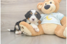 Little Mini Berniedoodle Poodle Mix Puppy