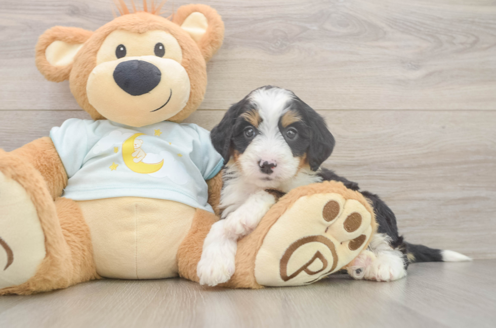 5 week old Mini Bernedoodle Puppy For Sale - Pilesgrove Pups