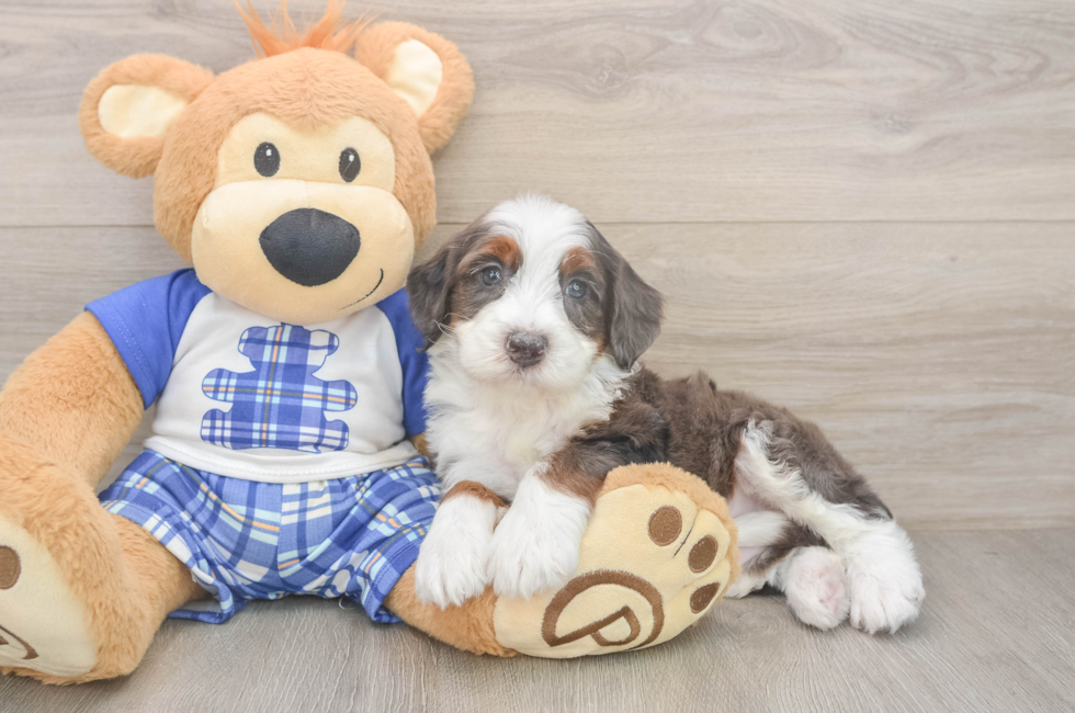6 week old Mini Bernedoodle Puppy For Sale - Pilesgrove Pups