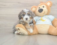 5 week old Mini Bernedoodle Puppy For Sale - Pilesgrove Pups