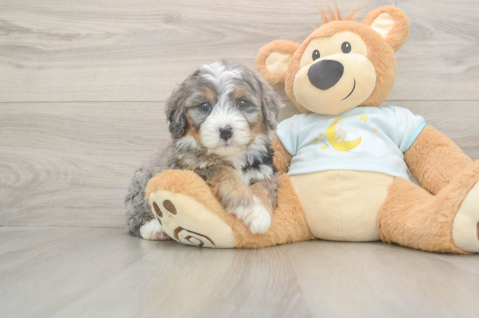 5 week old Mini Bernedoodle Puppy For Sale - Pilesgrove Pups