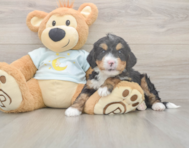 5 week old Mini Bernedoodle Puppy For Sale - Pilesgrove Pups