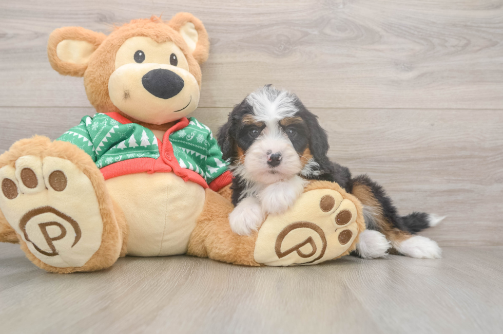 6 week old Mini Bernedoodle Puppy For Sale - Pilesgrove Pups